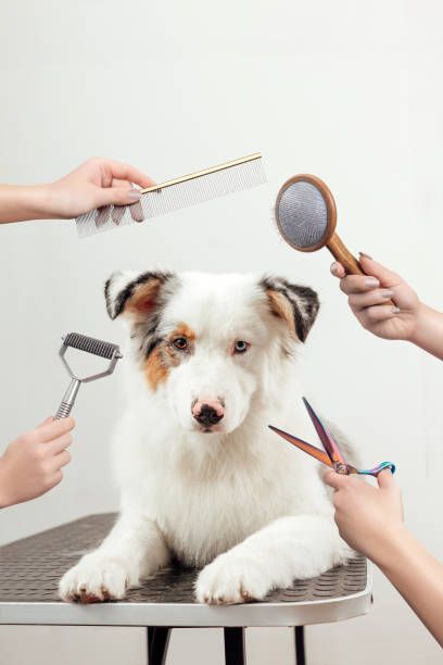 Grooming & Hygiene